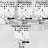 chess opening tree with variant names